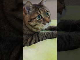 Тебе грустно?🙀🤔😳🤣 #cat #кот #юмор #котушка #приколы #цитаты