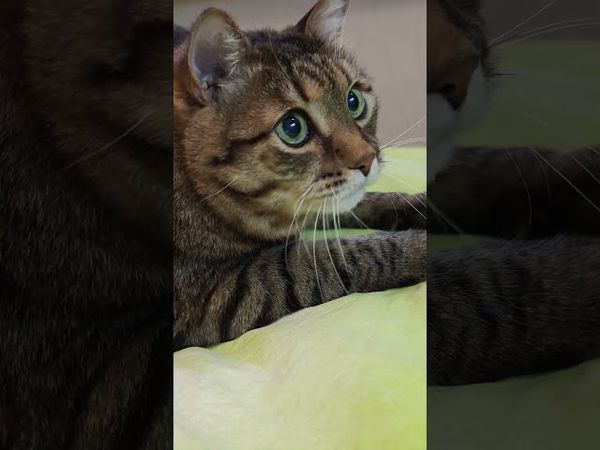 Тебе грустно?🙀🤔😳🤣 #cat #кот #юмор #котушка #приколы #цитаты