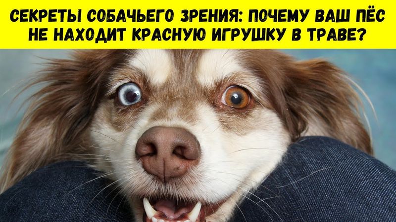 🤯 СТОП! Всё, что вы знали о собаках - НЕПРАВДА. 11 мифов РАЗОБЛАЧЕНЫ