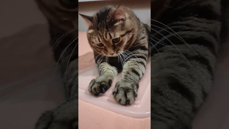 Честный труд 🙀🤔😉🤣 #cat #кот #юмор #котушка #приколы #цитаты