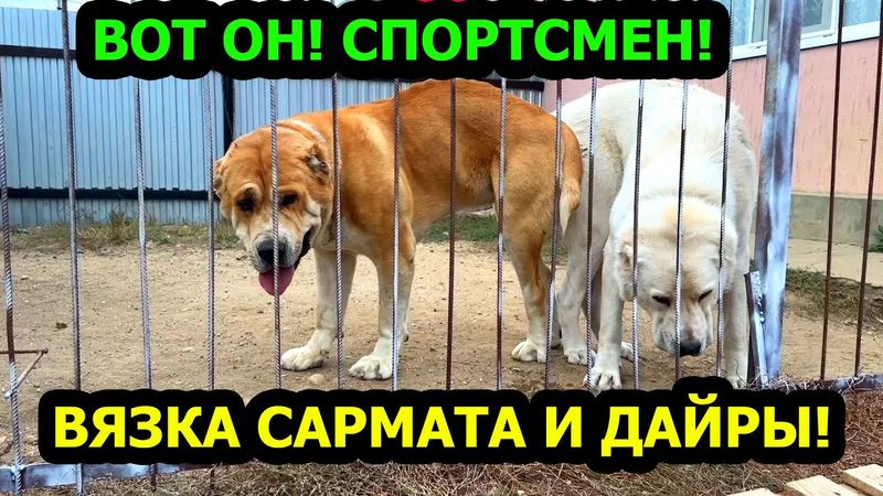 Вязка Сармата с Крупной сучкой Дайрой! Серёгины собаки