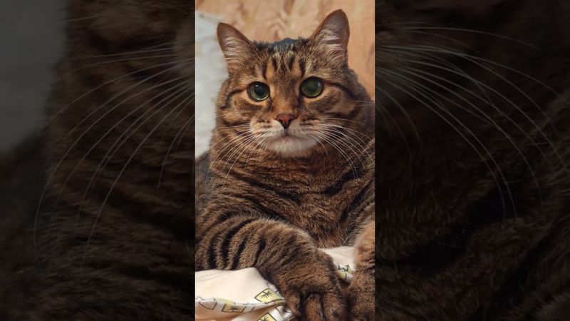 Чёрный цвет 🤔😻😉🤣 #cat #кот #юмор #котушка #цитаты #позитив #топ #приколы