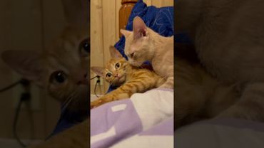 Утро кошатницы…