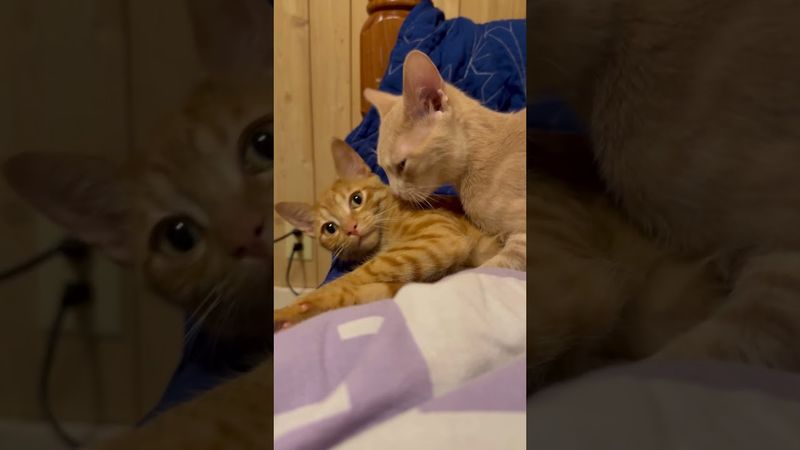 Утро кошатницы…