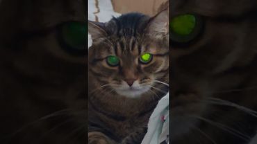 Индюк 🦃🙀😉🤣 #cat #кот #юмор #котушка #приколы #цитаты