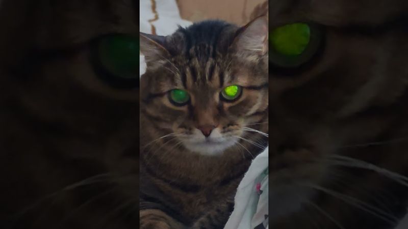 Индюк 🦃🙀😉🤣 #cat #кот #юмор #котушка #приколы #цитаты