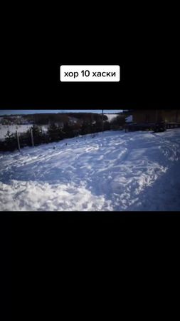 хор хаски в честь дня рождения #животные #питомцы #хаски