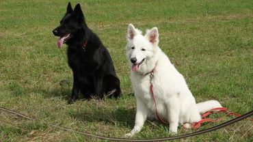 ДТ - 380. Дог-фитнес на поле - работают овчарки