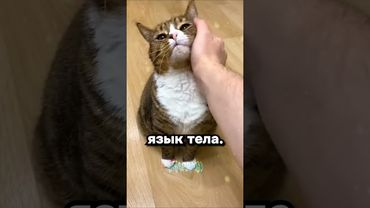 Парни, ващи оправдания?