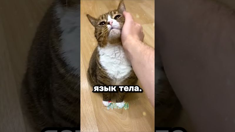 Парни, ващи оправдания?