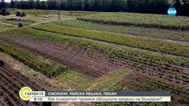 Заради сушата и климатичните промени: Ще измести ли смокинята родната кайсия?