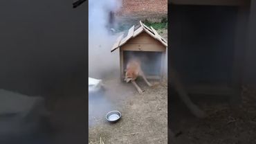 A goose played a prank on a dog. #dog #goose #tricks