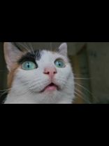 #котоголик  #кошки❤️🐾  #мировыерекомендации 