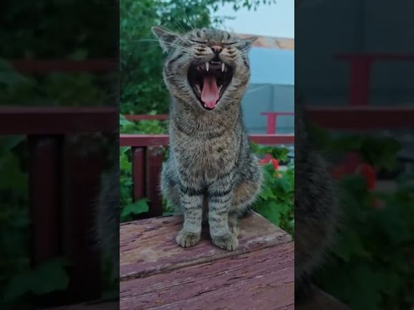 Жить среди людей 🙀🤔😉🤣 #cat #кот #юмор #котушка #цитаты