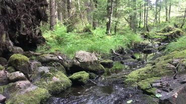 Nature walk , picking wild blueberries in Swedish forest. Relaxing nature.