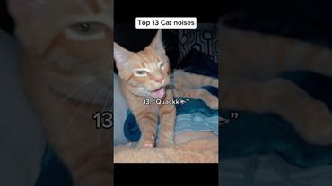 What's your favorite cat noise? #funnycats #funnycat #catnoises