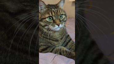 Нельзя иметь одну жену ☝️🤔😻🤣 #cat #кот #юмор #котушка #юмордлявзрослых #позитив #цитаты