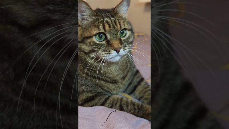 Нельзя иметь одну жену ☝️🤔😻🤣 #cat #кот #юмор #котушка #юмордлявзрослых #позитив #цитаты