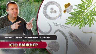 Я правильно приготовил полынь… и вот что случилось с микромиром 🔬