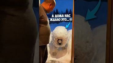 Камчатский пёс пришёл с прогулки #собака #снегопад #камчатка #shorts