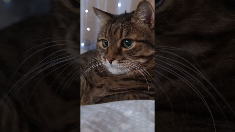 Тюбик клея 🙀😳😉🤣 #cat #кот #юмор #котушка #приколы #цитаты