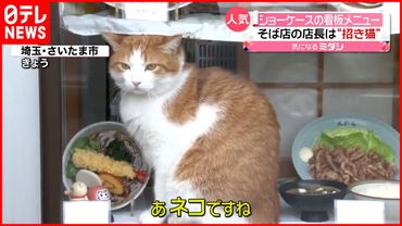 【リアル招き猫?】そば屋のショーケース「看板メニュー」は親子のネコ