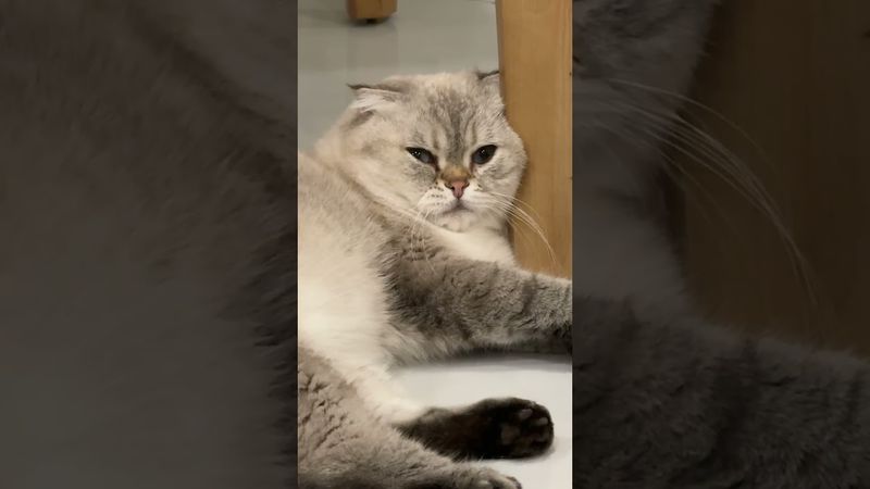 Что случилось с Леликом?