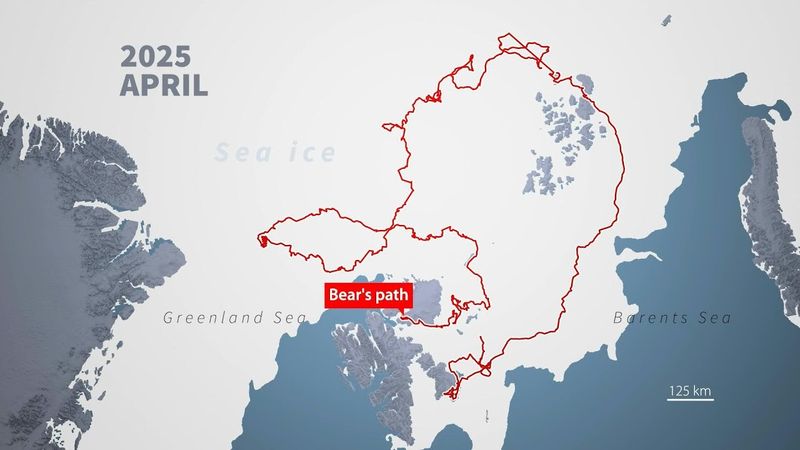 ANIMATED MAP: On the trail of a polar bear | AFP