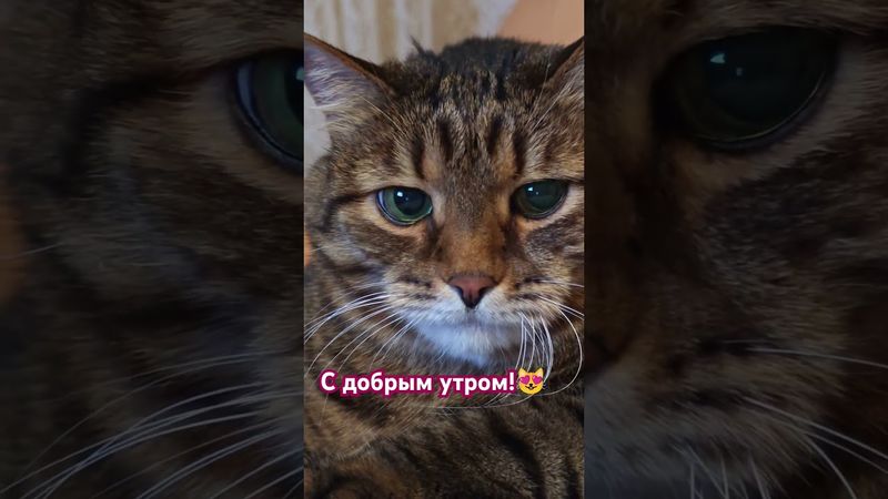 Доверие 🙀🤔😉🤣 #cat #кот #юмор #котушка #приколы #цитаты