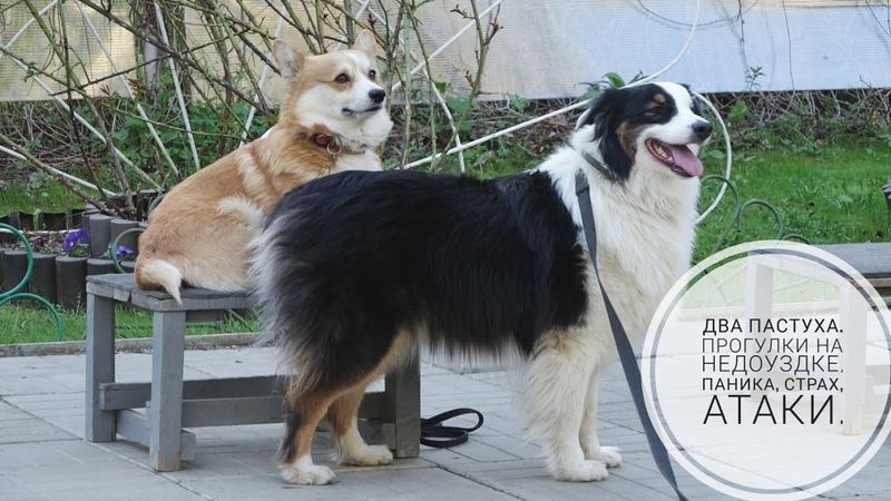 Догтренинг 744. Два пастуха. Прогулки на недоуздке, паника, страх, атаки.