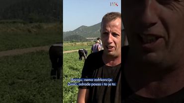 Neretvanski proizvođači hvale slatkoću lubenice, urod i kvalitetu no ne i cijenu!