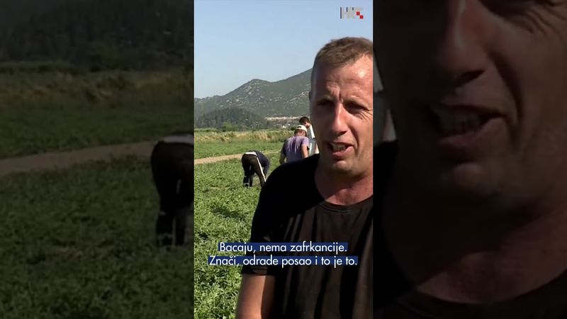 Neretvanski proizvođači hvale slatkoću lubenice, urod i kvalitetu no ne i cijenu!