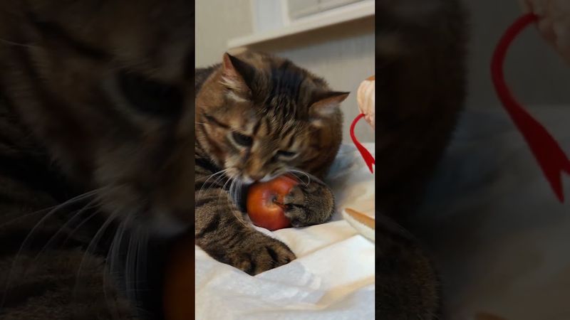 Аппетит 🙀🤔😉🤣 #cat #кот #юмор #котушка #приколы #цитаты