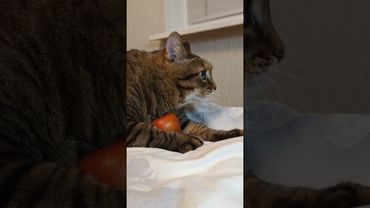 Доказали 🙀😉🤔🤣 #cat #кот #юмор #котушка #приколы #цитаты #смех