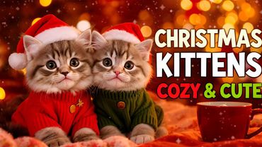 🎄 Christmas Kittens in Cozy Clothes – Cute Video Set to Holiday Music 🐾