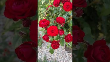 Роза Лаваглут (Lavaglut) — элегантность, которая запоминается! #rose #цветы #flowers #розы