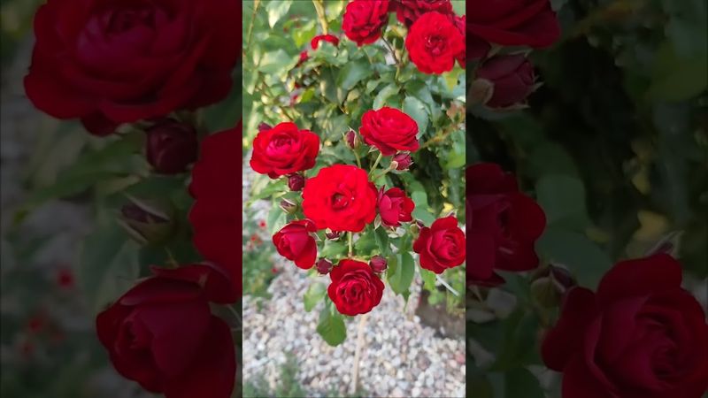 Роза Лаваглут (Lavaglut) — элегантность, которая запоминается! #rose #цветы #flowers #розы
