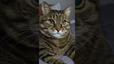 Цельтесь получше 🎯🙀😉🤣 #cat #кот #юмор #приколы #цитаты #смех