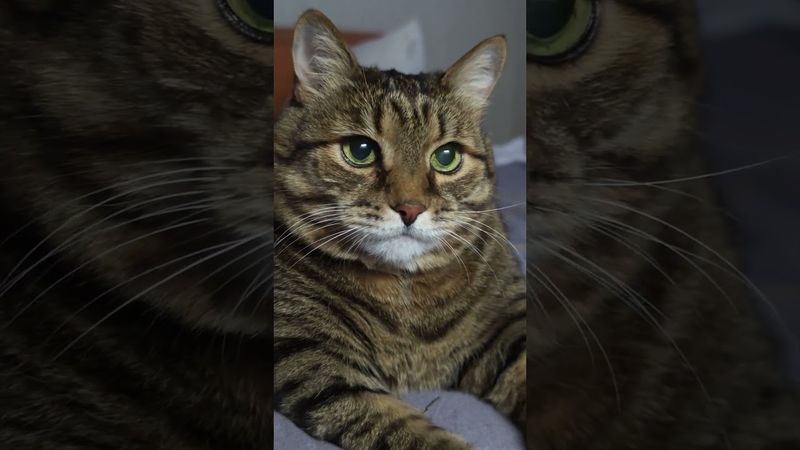 Цельтесь получше 🎯🙀😉🤣 #cat #кот #юмор #приколы #цитаты #смех