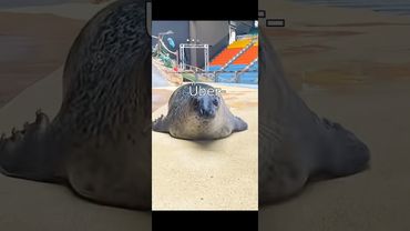 #2homiedawgs #funny #witzig #lachen #lustig #meme #animals #tiere #happy