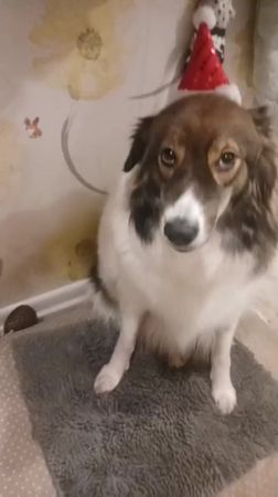 сигны и видио приветы в  тг юз Kitty_pie_2020 #сима #собака #dog #sim...