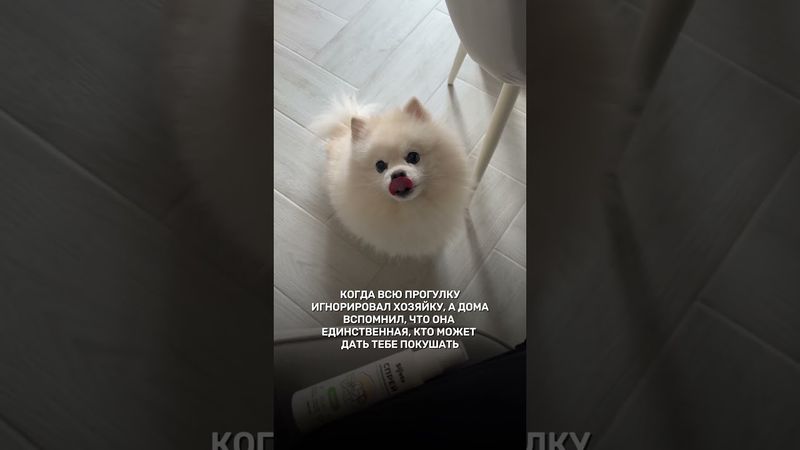 ты че обиделась чтоли?🐶арт на духи для собак #395942165