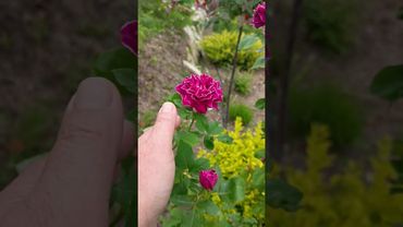 Роза Барон Жиро же Лен.