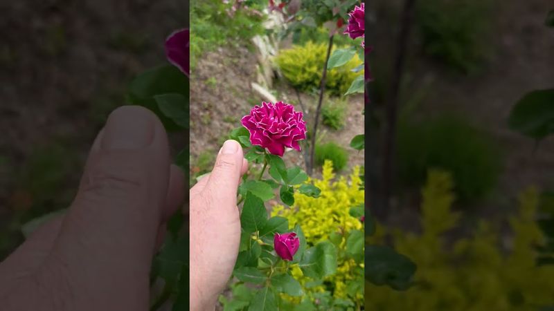 Роза Барон Жиро же Лен.