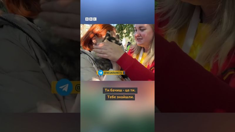 Після російського обстрілу врятували кота #shorts #київ #kyiv #війна #обстріли