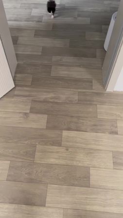 #cat #catsoftiktok #cats #catonaleash 