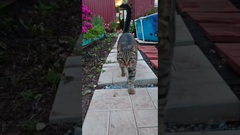 😻🤩🐱❤#cat #кот #шоу#котушка #приколы #прикольныекоты