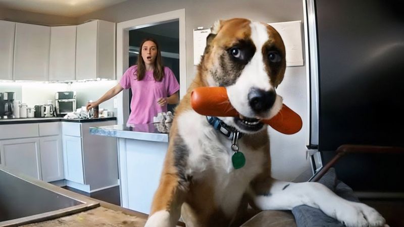 ПОЙМАНЫ С ПОЛИЧНЫМ! 🐾🚨 ЛУЧШИЕ МОМЕНТЫ С ХВОСТАТЫМИ ВОРИШКАМИ!