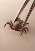 ¿Por qué NO debes jalar a una Garrapata? 😳 #homosapienstv #sabiasque 