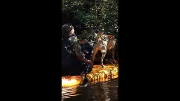 Aussie dogs on paddle to protect platypus habitats